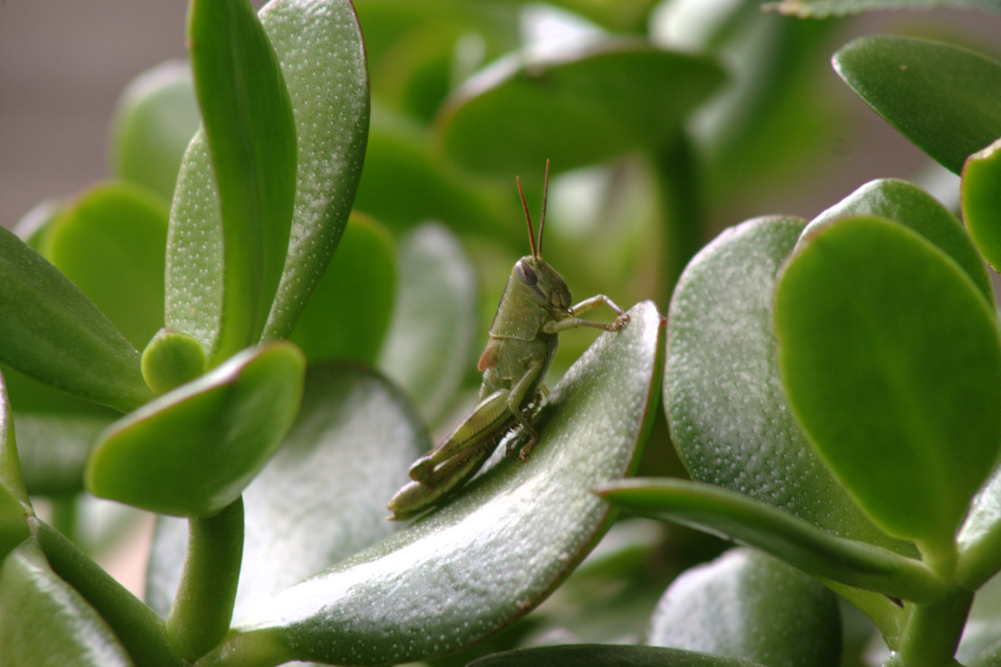 Grasshopper_Succculent wikipeidia